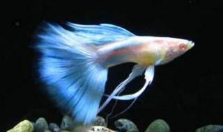 新手养凤尾鱼小偏方 分享给大家