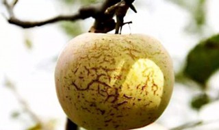 苹果水裂纹怎么回事 苹果问题
