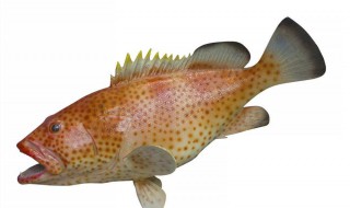 石斑鱼水霉菌怎么除 养殖技术培训