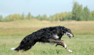 梦见猎狗追 这有什么解说