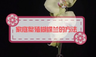 蝴蝶兰家庭繁殖方法 这几点需要注意