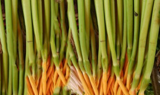 芋苗的功效和作用 芋苗含有什么营养成分