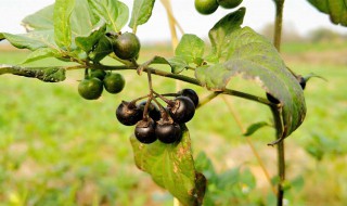 龙葵的果子有什么药用 龙葵果是一种保健的药材