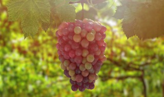 葡萄树冬天怎样过冬 如何很好地抗寒