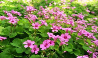 酢浆草好养吗 来一起看看