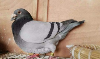 幼鸽怎么喂养 简单给大家介绍一下