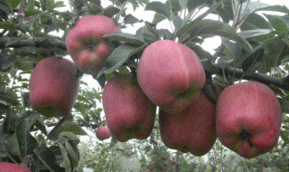甘肃哪些地方有苹果 苹果产地
