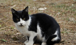梦到一只黑白相间的猫 这是什么意思呢