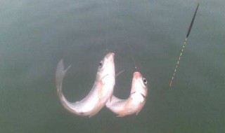 浮网怎么抓鱼 6个技巧教你浮网抓鱼
