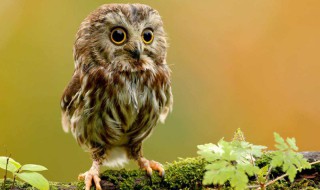 猫头鹰吃蛇吗 带你全面了解猫头鹰