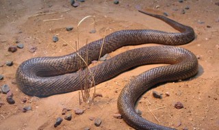 梦见果树下有很多小蛇 这代表着什么