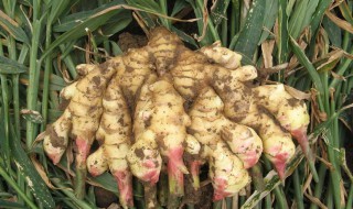 死姜地四年能种么 下面为大家解答