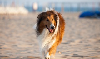 苏格兰牧羊犬长什么样? 苏格兰牧羊犬是什么样子的狗