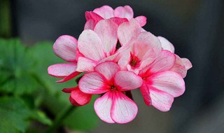 天竺葵怎么到种植 这样才会开出美丽的花