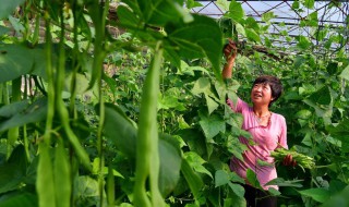 王秀云种植豆角技术 简单介绍给大家