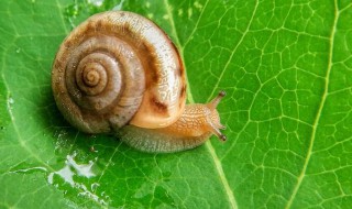 蛞蝓和蜗牛有什么区别 教你正确区分两者