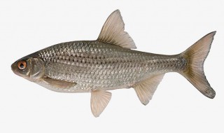 鱼如何去腥 去腥小妙招分享