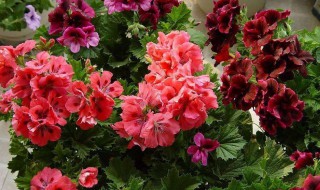 油烟机废油能浇什么花 推荐养君子兰长寿花吊兰