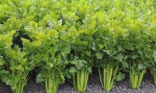 芹菜秋季种植方法 满足这4个条件掌握种植技巧