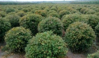 五角枫扦插 原来是这样扦插的