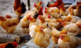 鸡塑料怎么配 原来是这样配的