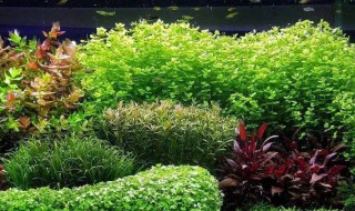 水草会越长越多吗 请看回答