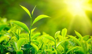 茶叶的制作工艺分类有哪些茶系 请回答