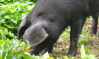 松辽黑猪怎么样 松辽黑猪品种