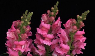 金鱼草长怎么样的 金鱼草长什么样子