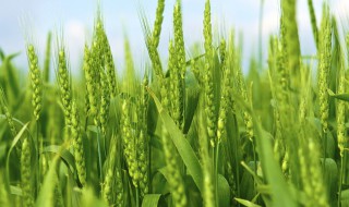 山农32小麦品种怎么样 山农32麦种表现怎么样