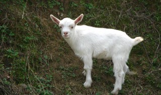 小羔羊的喂养方法 你需要注意这些事项