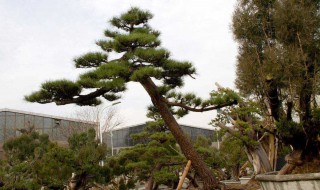 黑松盆景的栽培与养护 黑松盆景的栽培与养护方法