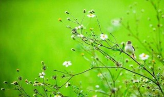 春草的诗句有哪些 春草的诗句列述