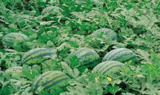 高糖水果有哪些 高糖水果列述