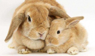 养兔子要注意哪些 养兔子的注意事项有哪些