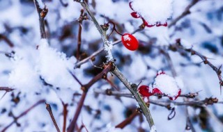 梦到雪是什么意思 梦到雪的寓意