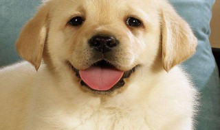 狗为什么吃草 狗吃草的原因