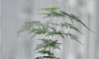 文竹幼苗怎么护理 应该在什么条件下生长呢