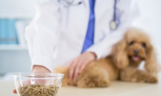 狗不吃狗粮怎么处理 注意狗粮是否过期