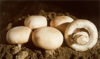 蘑菇怎么油炸处理 油炸蘑菇的做法