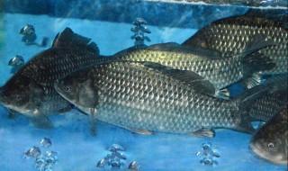 冬天鲫鱼怎么保存 冬天鲫鱼保存方法