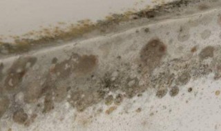 厨房去霉菌方法 厨房去霉菌有什么方法