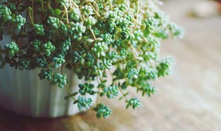 养花困水方法 养花困水方法分享