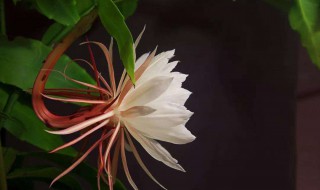 家庭养昙花的禁忌 想不到养昙花还有这些讲究