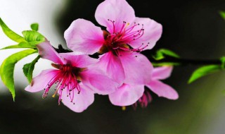 犯桃花是什么意思 犯桃花意思简述