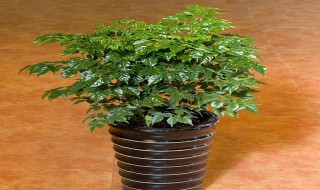 幸福树怎么修剪 幸福树的修剪方法