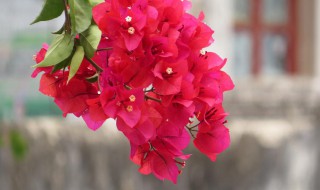 三角梅怎么修剪 三角梅的修剪方法