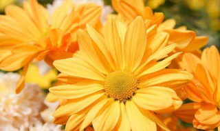 菊花象征什么 菊花介绍