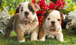 狗狗不能吃什么 狗狗不能吃什么东西