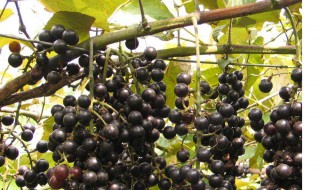 毛葡萄繁殖方法 毛葡萄怎么繁殖